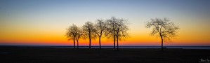 Trees III